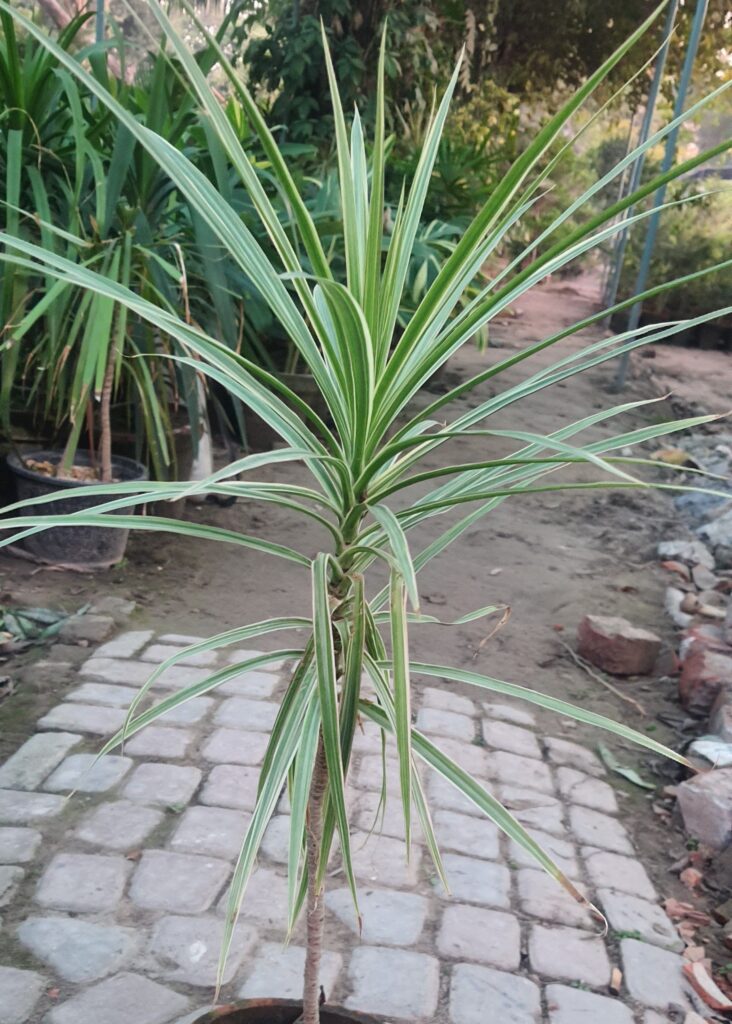 Dracaena Marginata Green Boota Pk