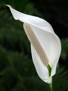 spathiphyllum