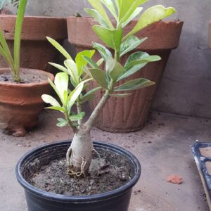 Adenium