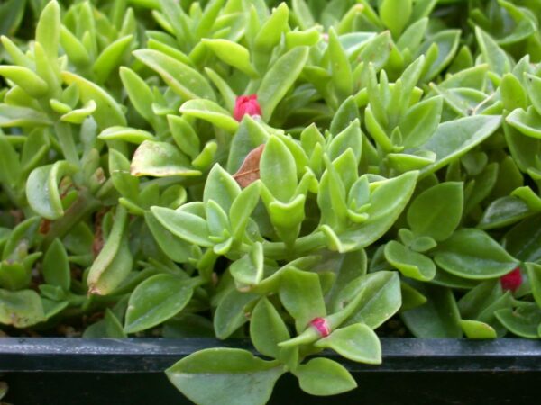 Baby-Sunrose-Red-Star-Succulent