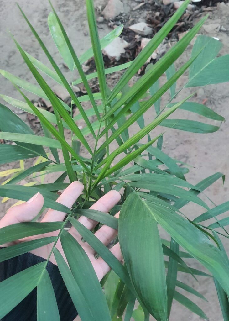 Bamboo Palm - Boota.pk