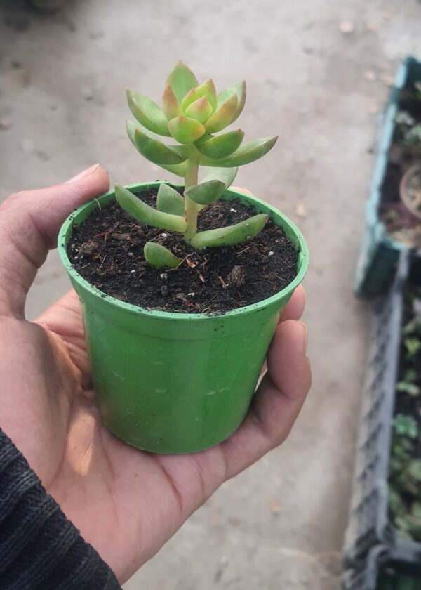 Darly-Sunshine-Succulent-Plant