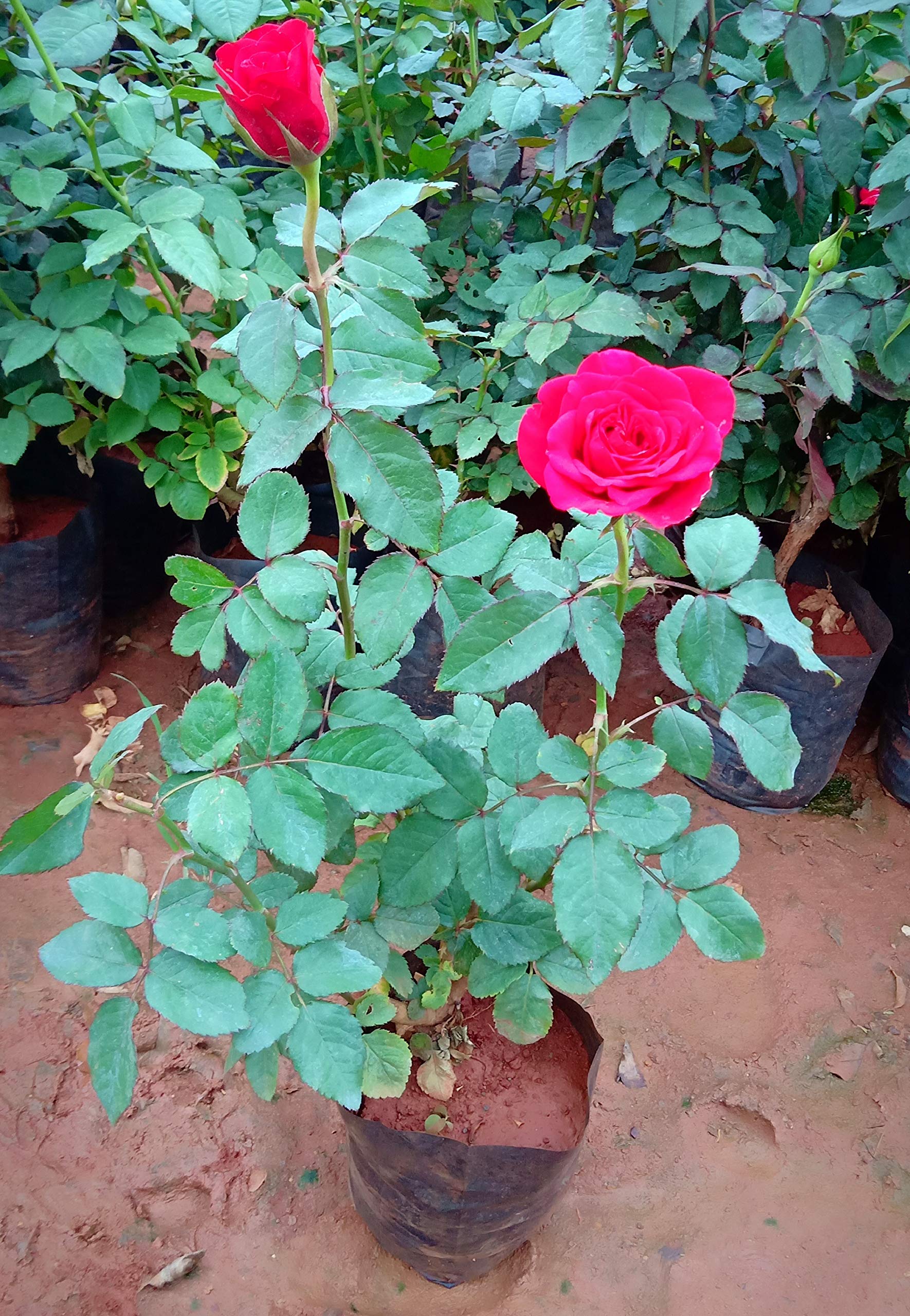 Rose Plant - Boota.pk