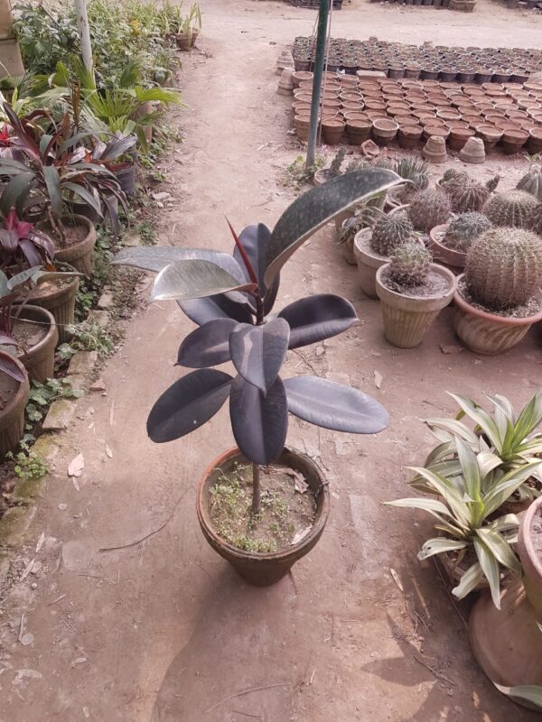Rubber Plant black boota.pk
