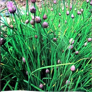 Chives-Seeds