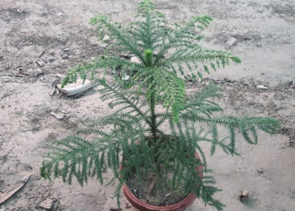 Araucaria-plant-Saroo-ka-boota
