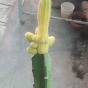 Banana-Cactus