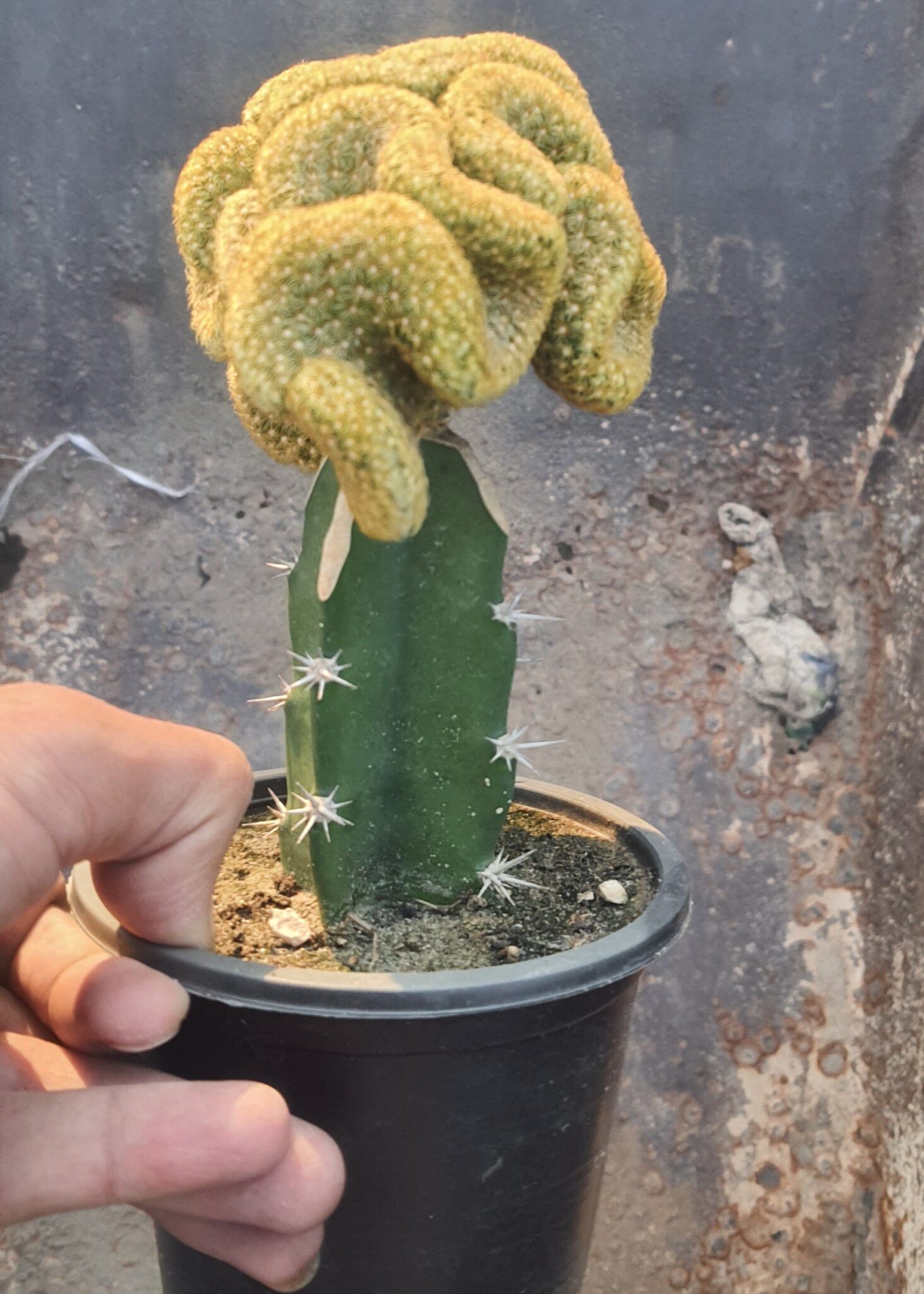 How To Care For Brain Cactus