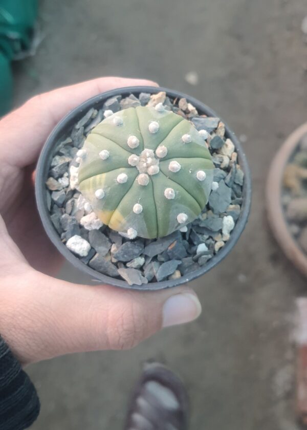 Echinopsis-Subdenudata-Cactus