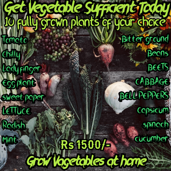 Vegetable-Sufficient-Offer