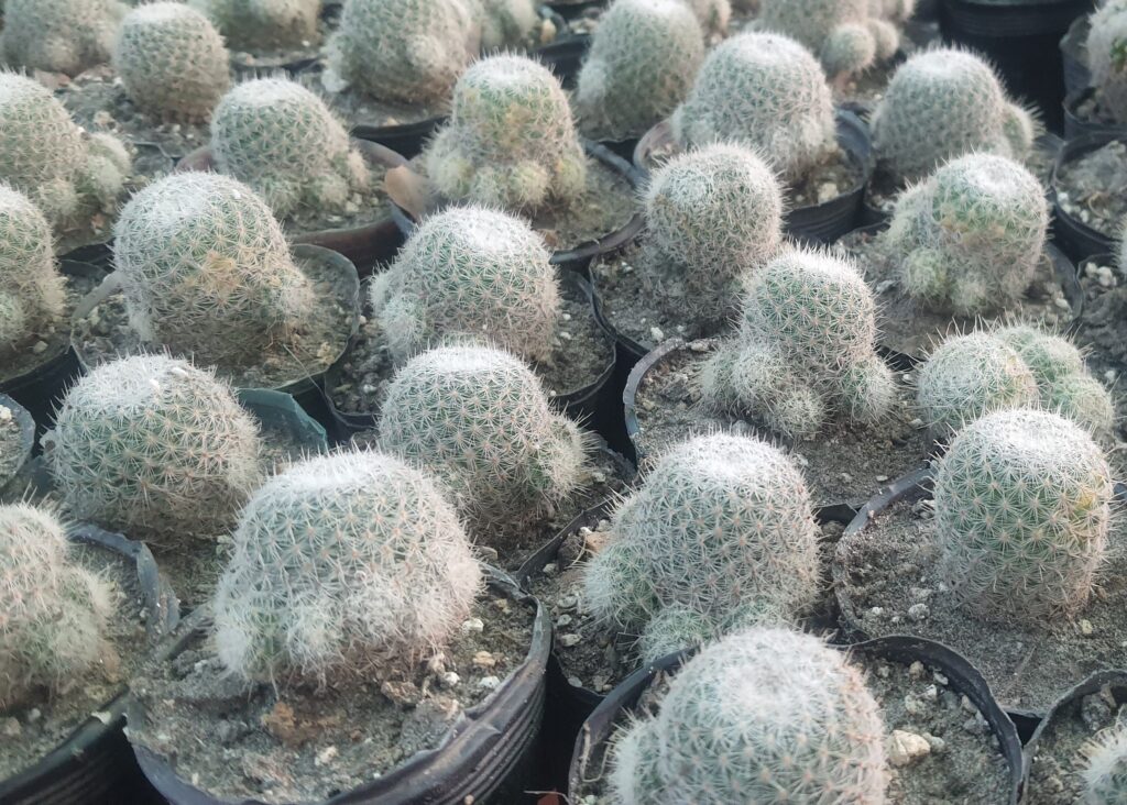 Mammillaria-Elegans-Cactus