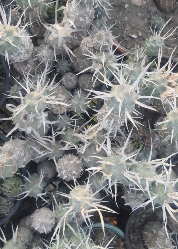 Paper-Spine-Cactus