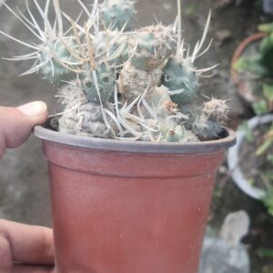 Paper-Spine-Cactus-Tephrocactus-Articulatus