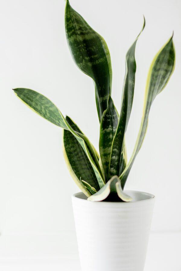 Snake-Plant