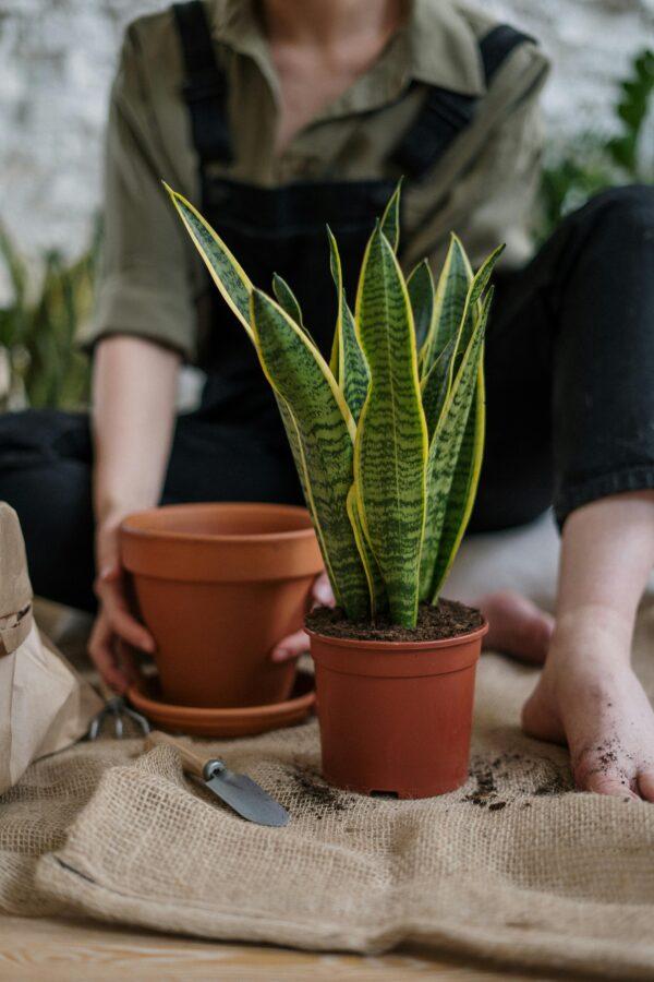 varigated-snake-plant