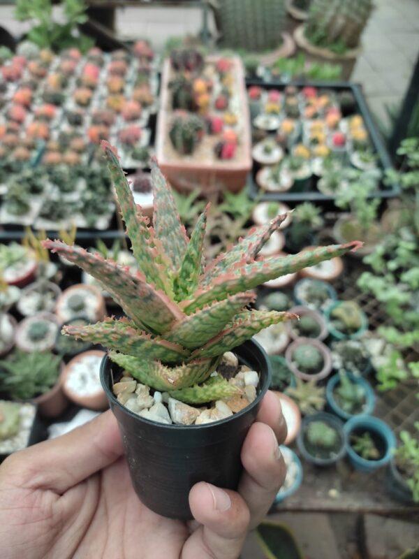 Aloe-Hybrid