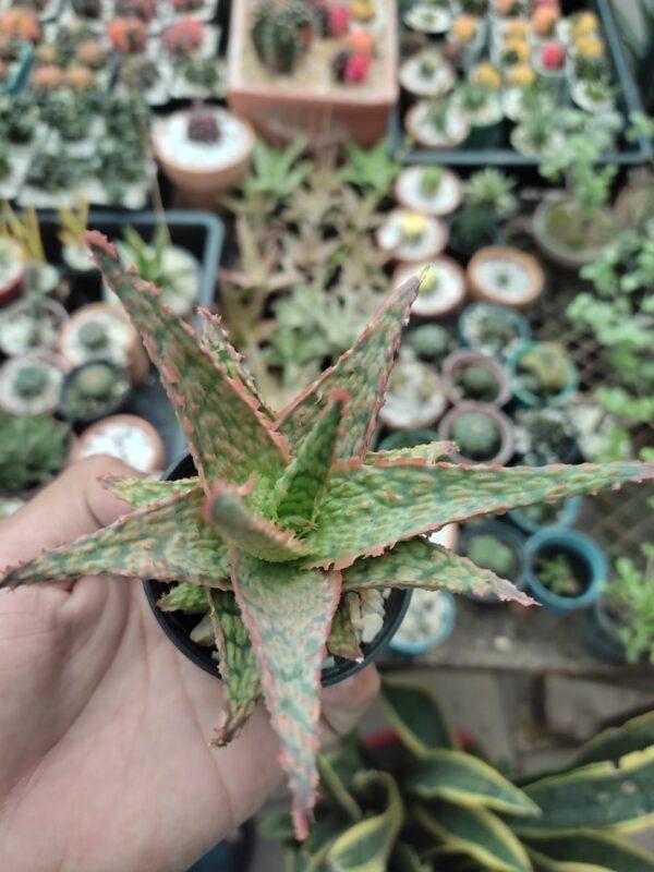 Aloe vera hybrid