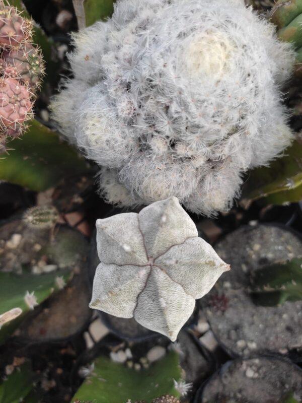 Astrophytum