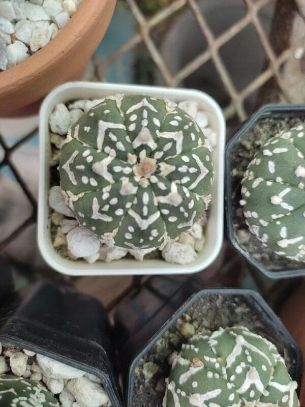 Astrophytum Cactus