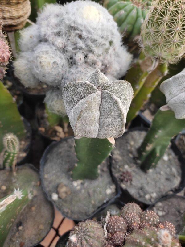 Astrophytum coahuilence