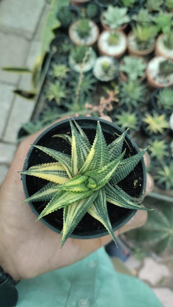 Broadleaf Haworthia