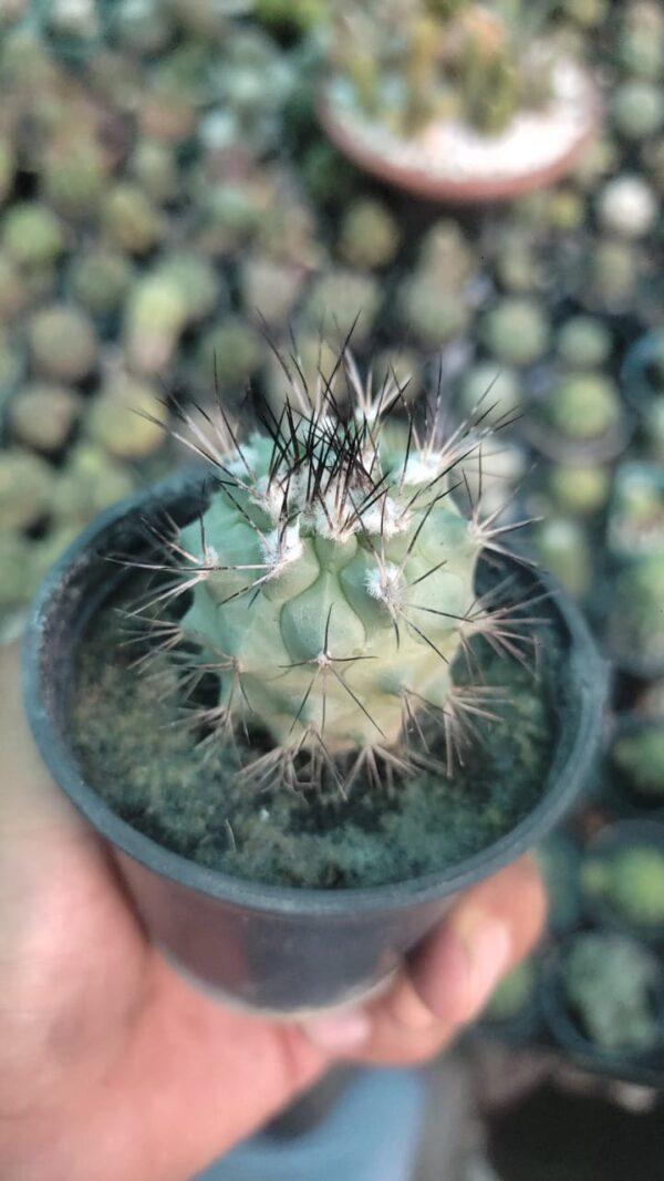 Copiapoa