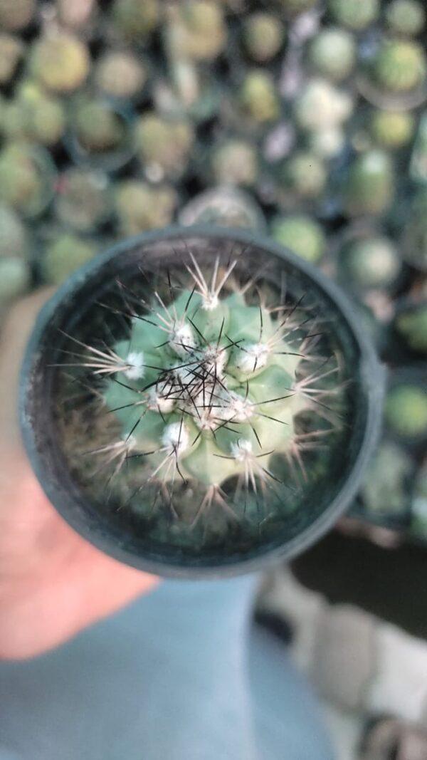 Copiapoa cactus