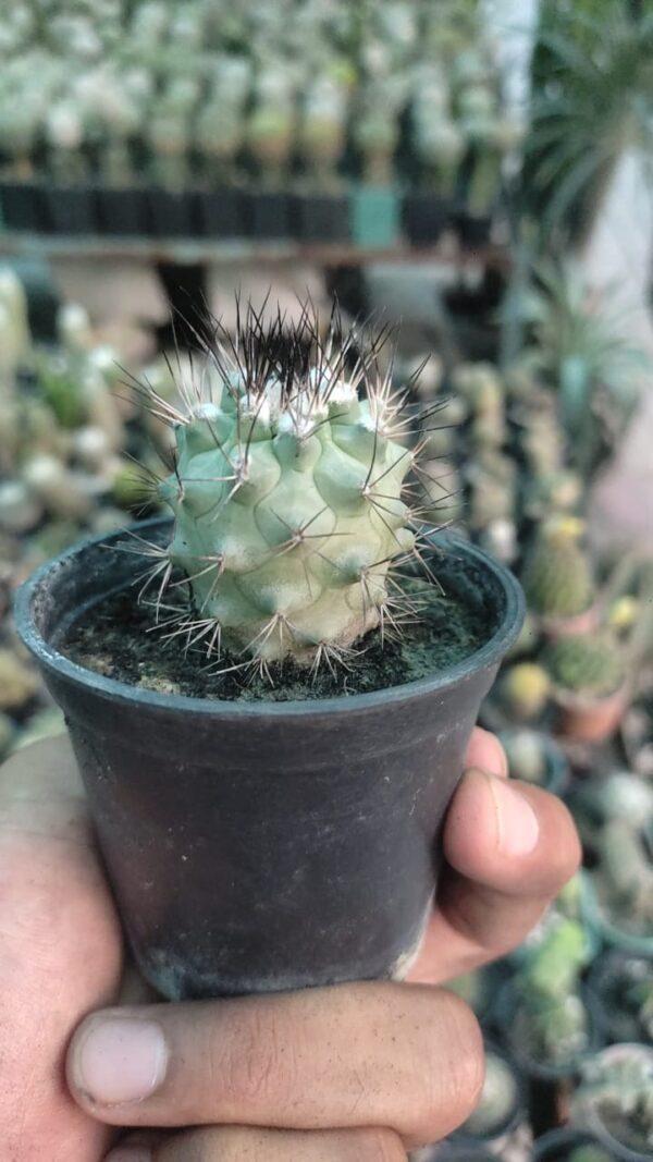 Copiapoa plant