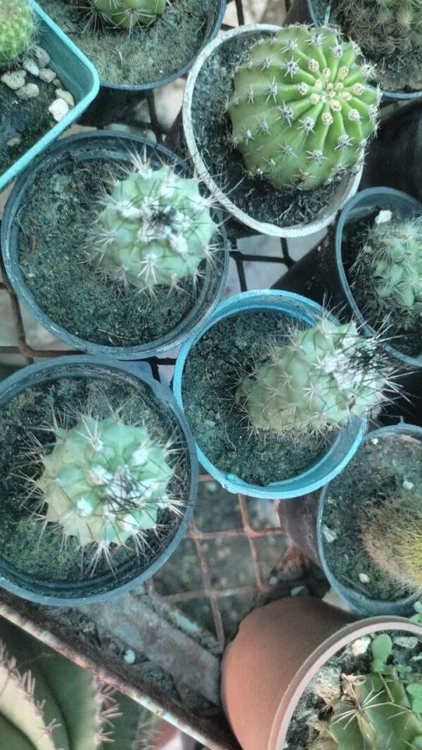 Copiapoa species