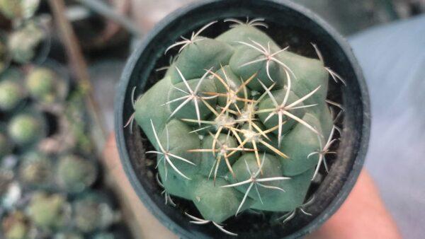 Coryphantha elephantidens