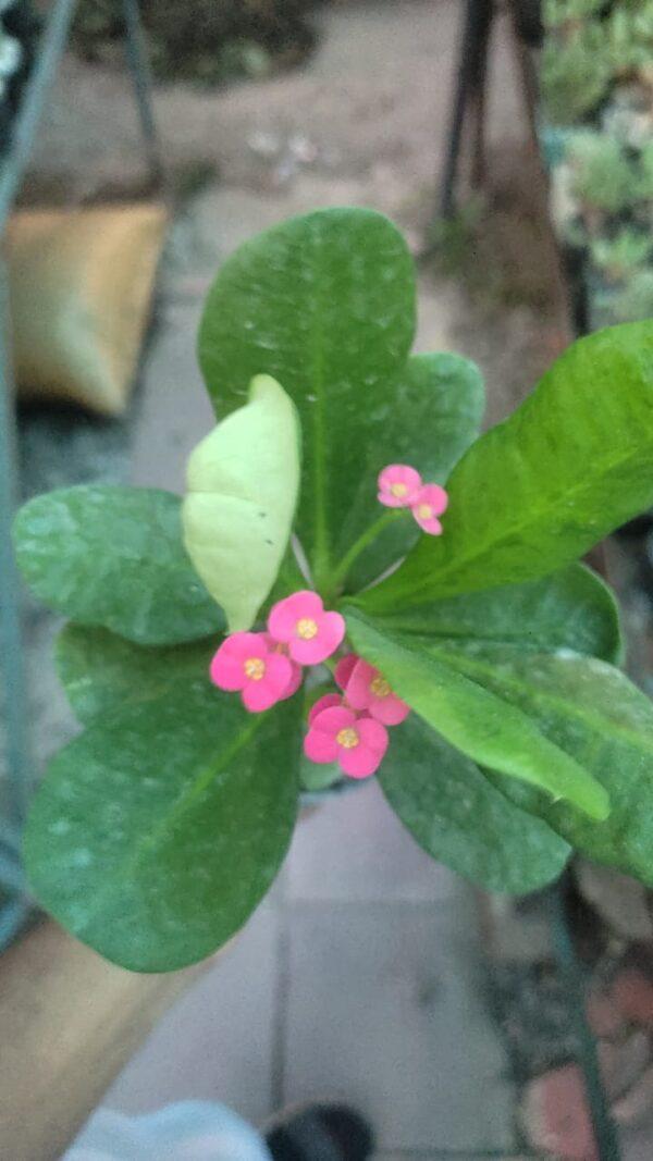 Euphorbia Milii flowers