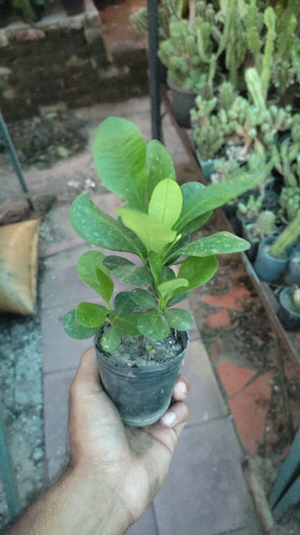 Euphorbia Milii indoor plant