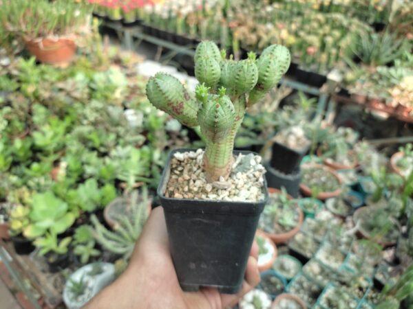 Euphorbia Obesa