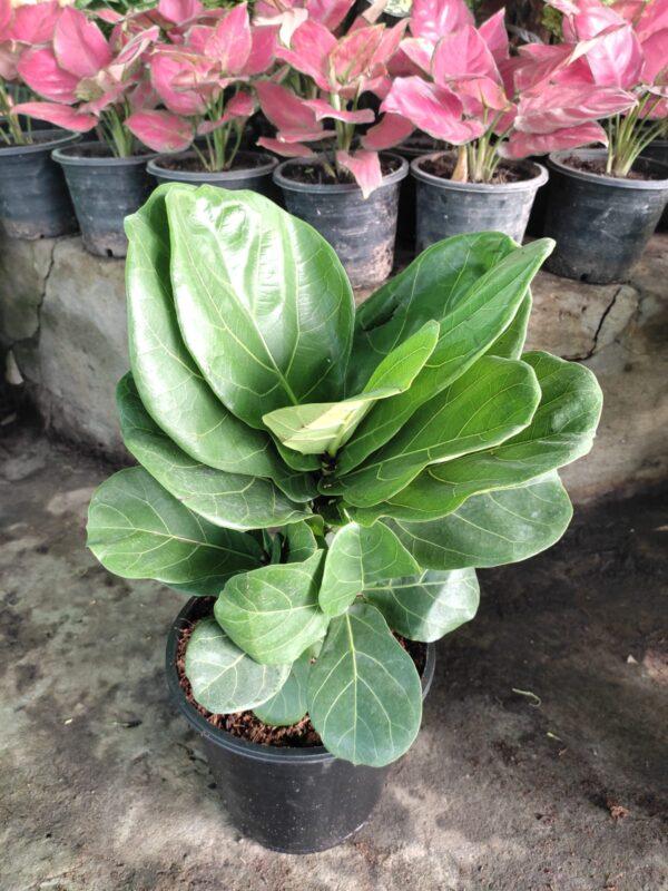 Fiddle Leaf Fig