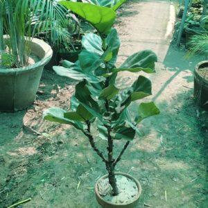 Fiddle fig plant
