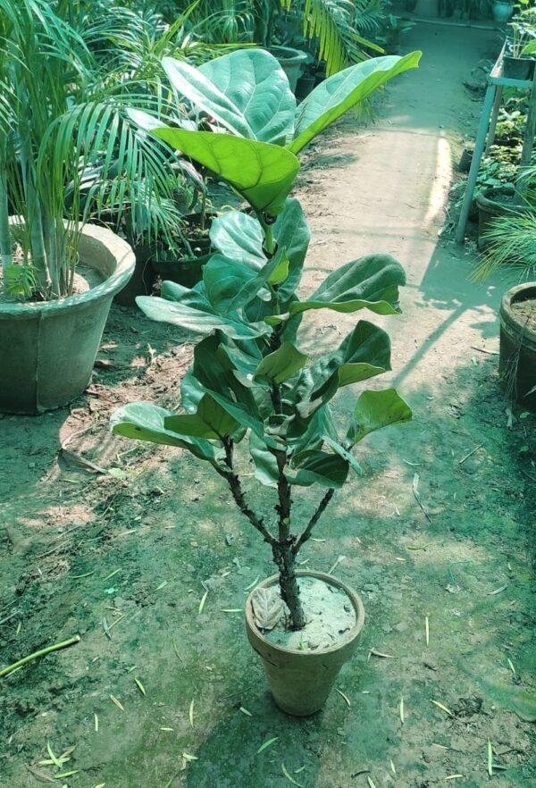 Fiddle fig plant