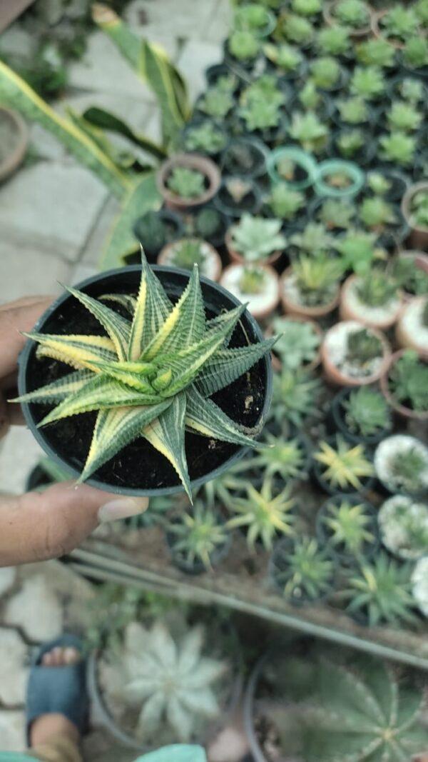 Haworthiopsis Limifolia succulent