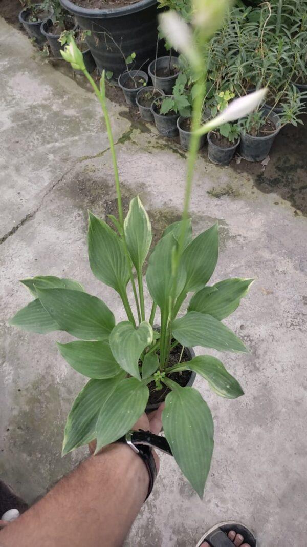 Hosta