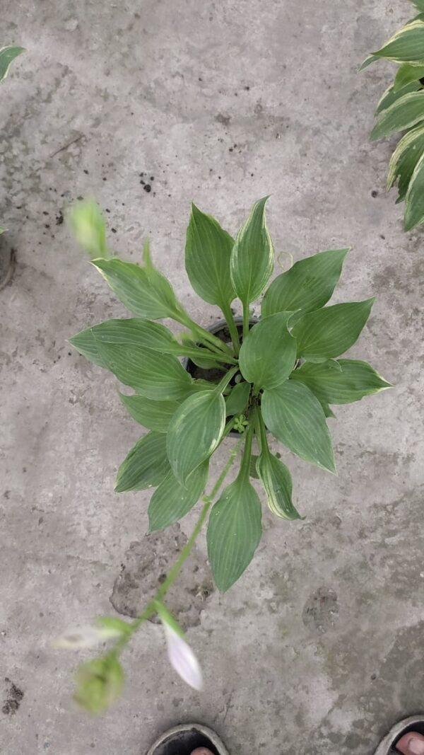 Hosta Lily