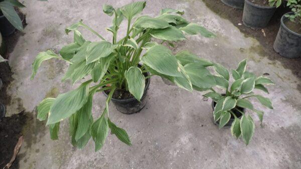 Hosta LIly Plant