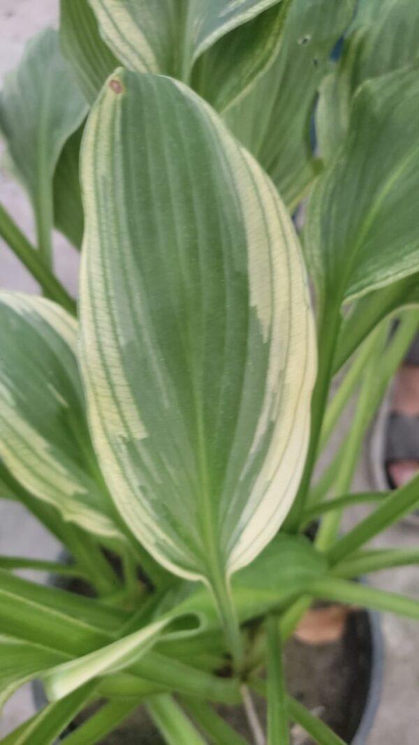 Hosta Plant