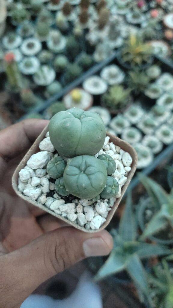 Lophophora