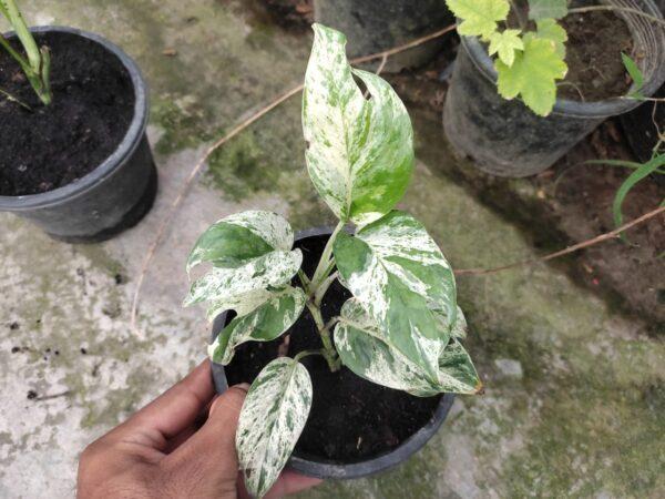 Marble Queen