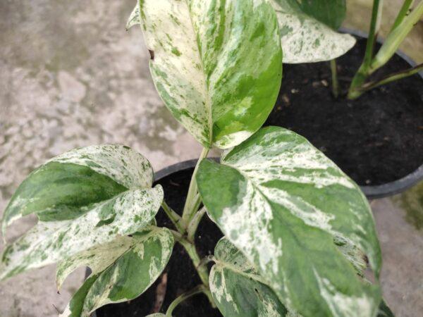 Marble Queen Pothos