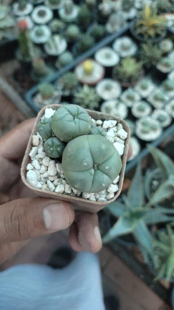 Peyote cactus