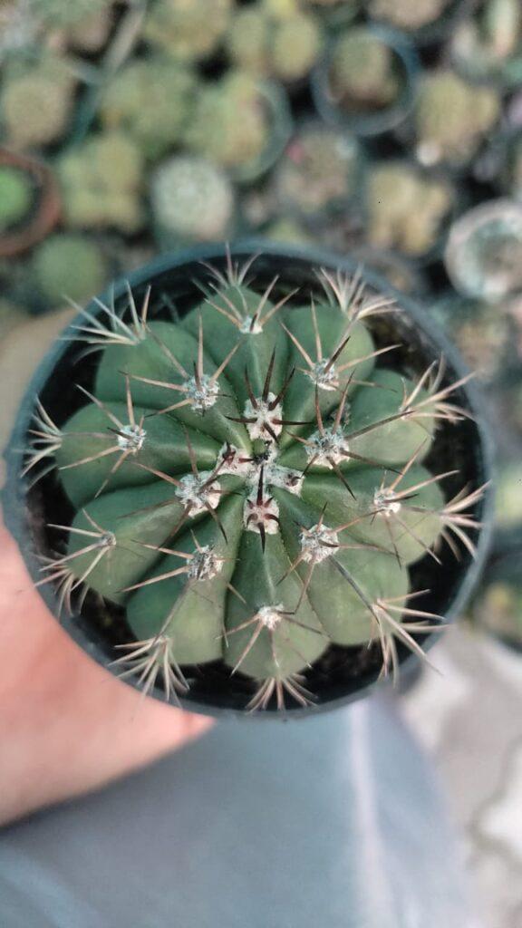 Turk's Cap Cactus