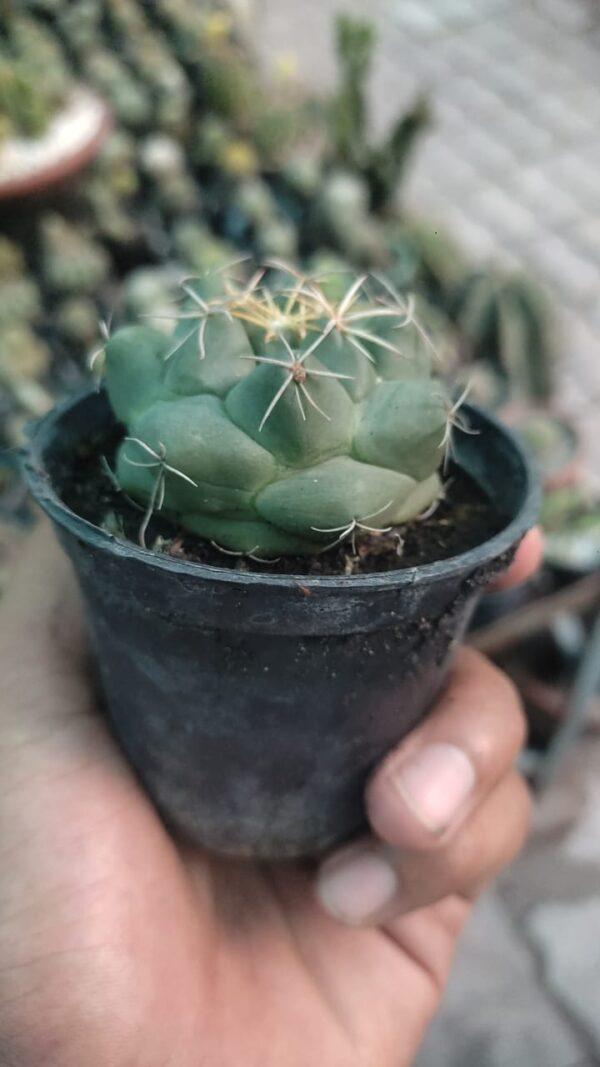 cactus plant