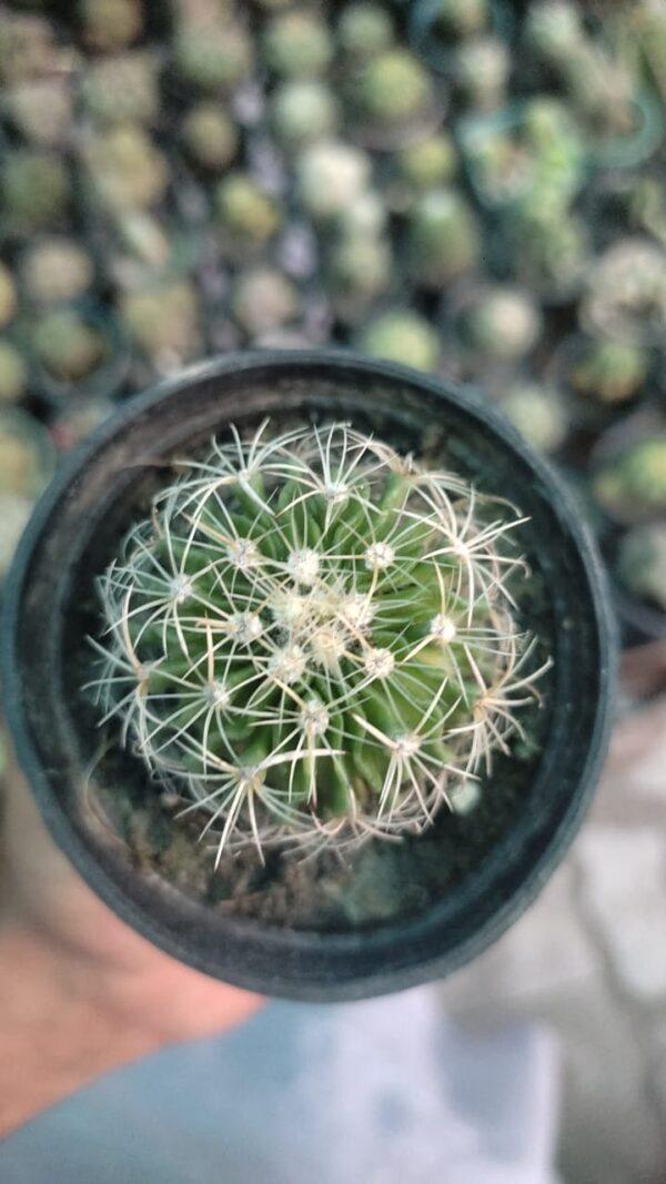 nocturnal blooming cacti