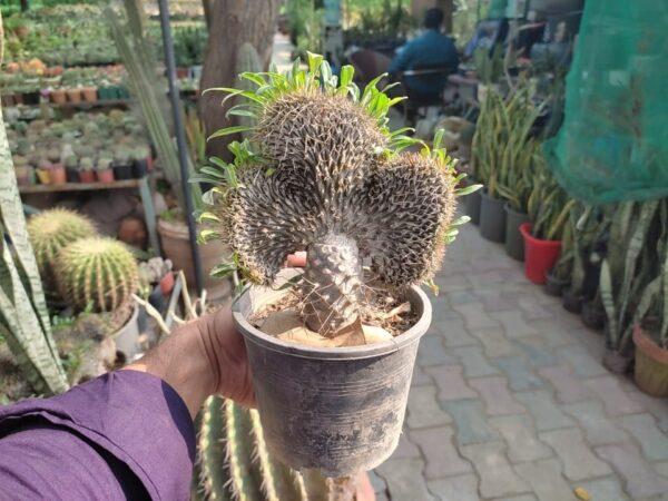 Madagascar Spiny Cactus