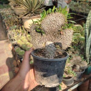 Pachypodium Geayi